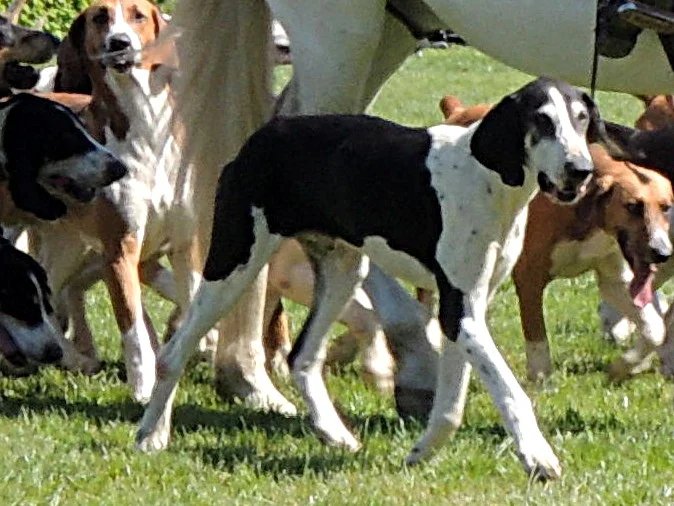 Chien Francais Blanc et Noir - Scenthound breed known for being Energetic and Friendly