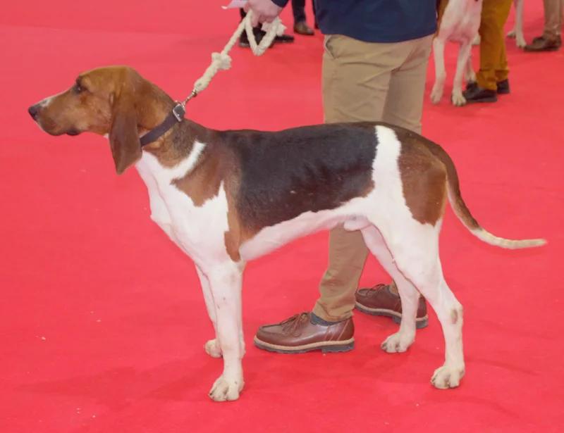 Chien Francais Tricolore, a 82% match to Grand Anglo-Francais Tricolore