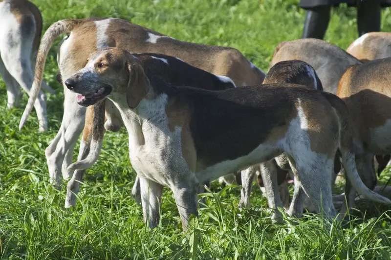 Chien Francais Tricolore photo thumbnail 2
