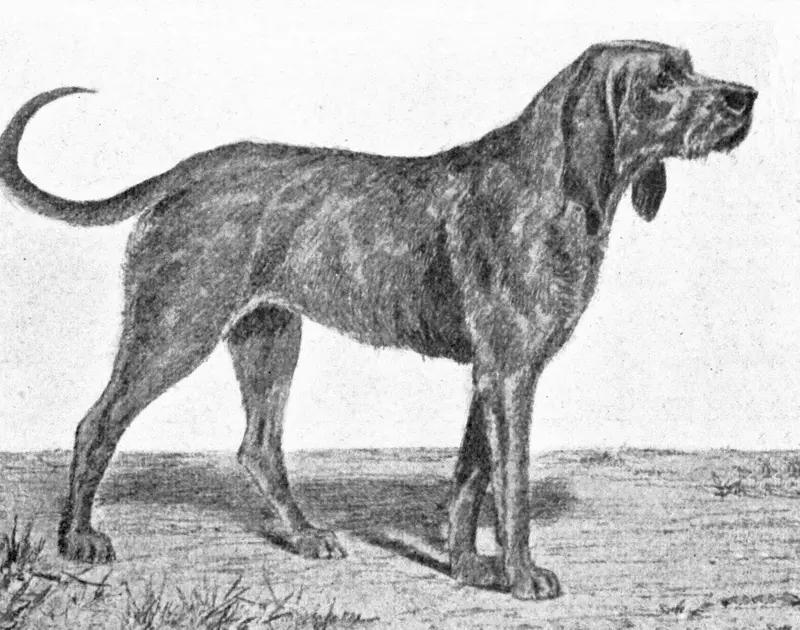 Chien-gris, a 88% match to Chien Francais Blanc et Noir
