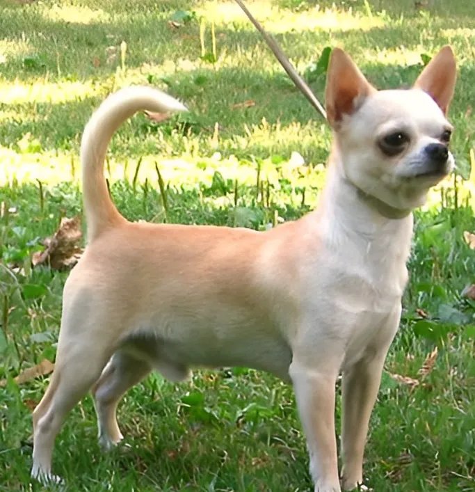 Chihuahua - Toy breed known for being Affectionate and Alert