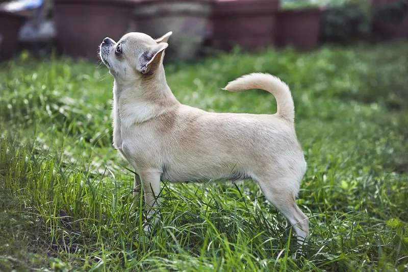 Chihuahua photo thumbnail 2