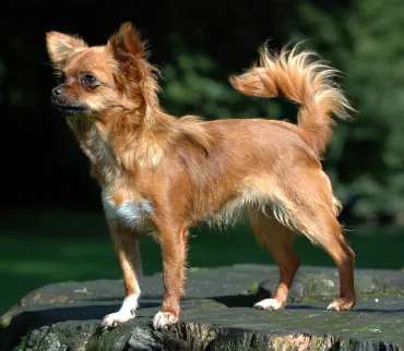 Chihuahua photo thumbnail 3