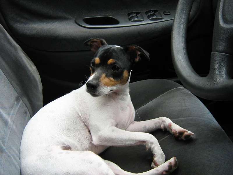 Chilean Terrier photo thumbnail 1