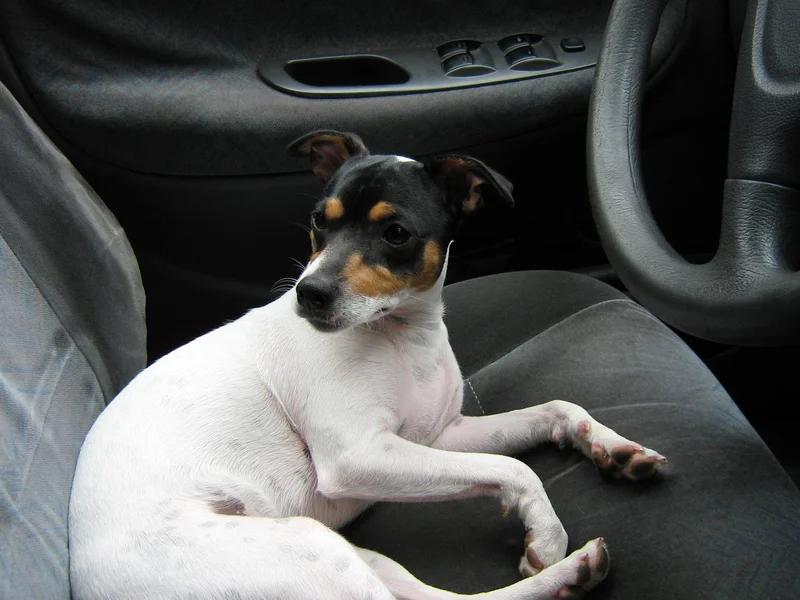 Chilean Terrier - Terrier dog breed