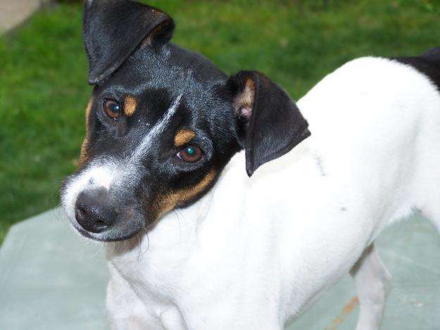 Chilean Terrier photo thumbnail 2