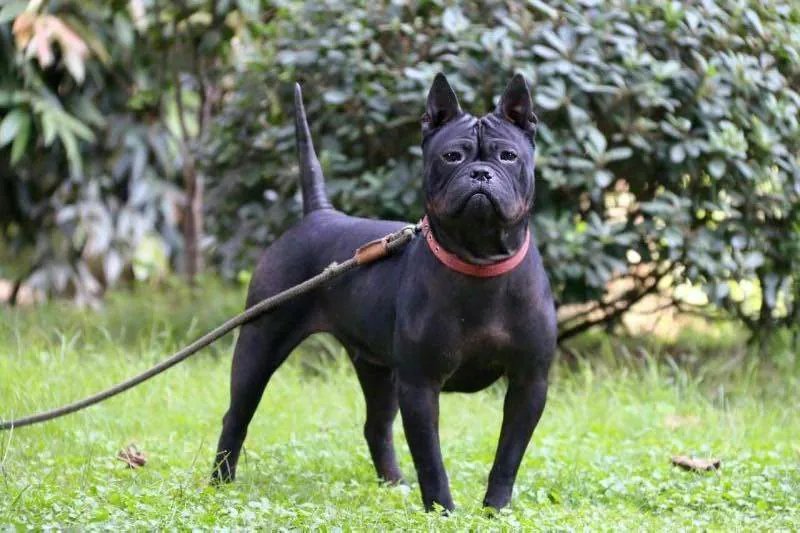 Chinese Chongqing Dog - Not Recognized dog breed