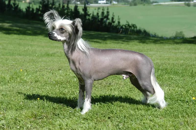 Chinese Crested Dog, a 82% match to Continental Bulldog
