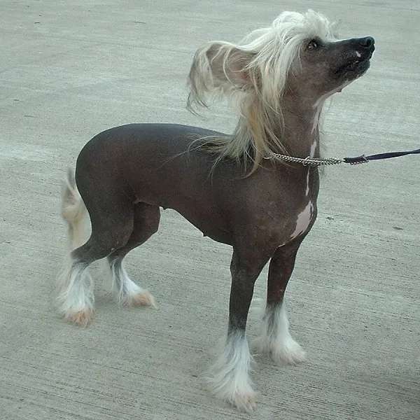 Chinese Crested Dog photo thumbnail 4