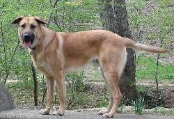 Chinook, a 85% match to Keeshond