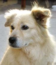 Chiribaya Dog, a 88% match to Xiasi Dog