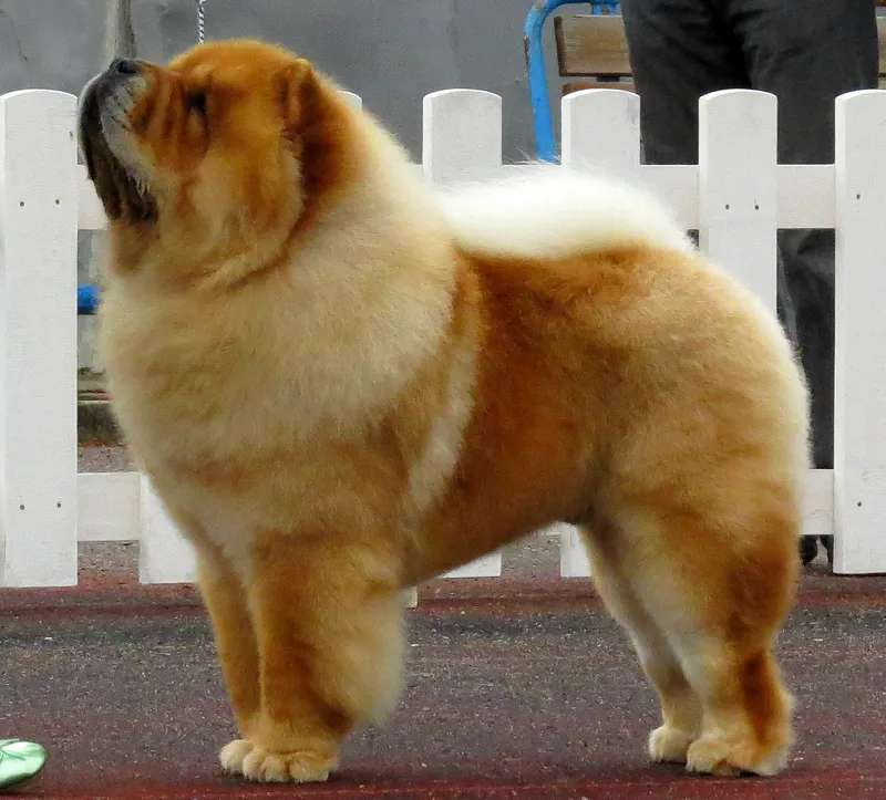 Chow Chow photo thumbnail 1