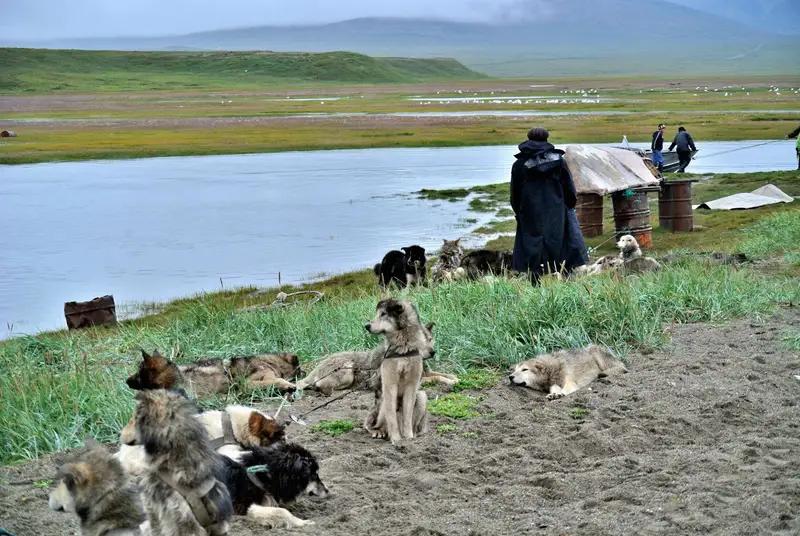Chukotka Sled Dog, a 86% match to Large Munsterlander