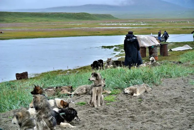 Chukotka Sled Dog - Working dog breed