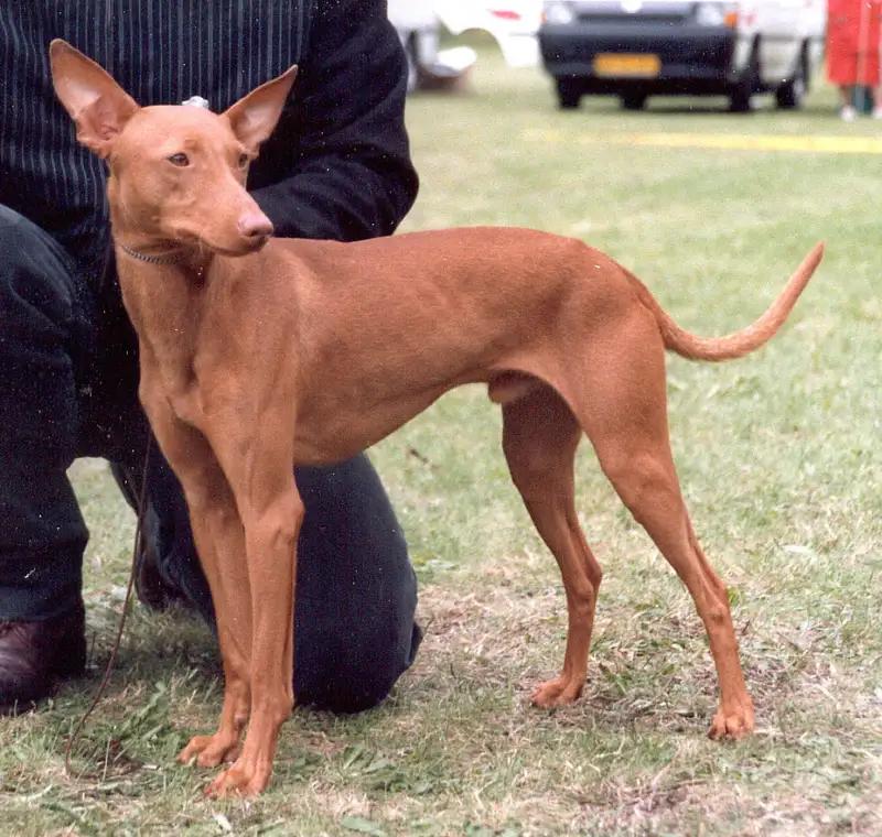 Cirneco dell'Etna, a 90% match to Kanni