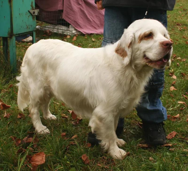 Clumber Spaniel, a 90% match to Stabyhoun
