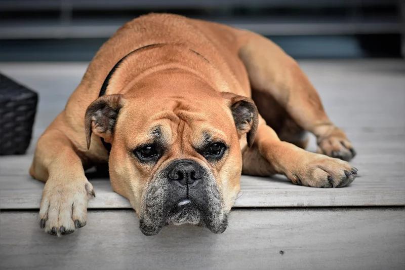 Continental Bulldog - Non-Sporting breed, Affectionate and Friendly