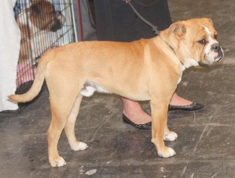 Continental Bulldog photo thumbnail 2