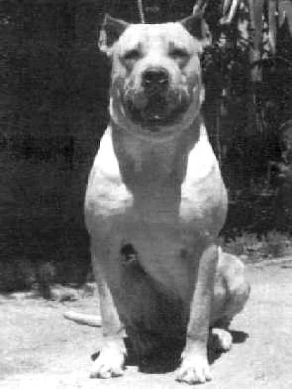 Cordoba Fighting Dog, a 85% match to Rastreador Brasileiro