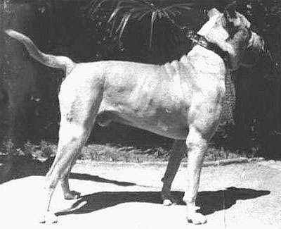 Cordoba Fighting Dog photo thumbnail 2