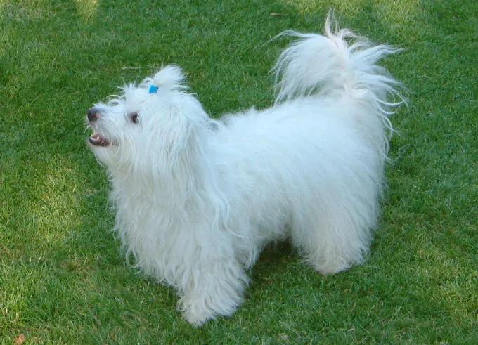 Coton de Tulear, a 85% match to Havanese
