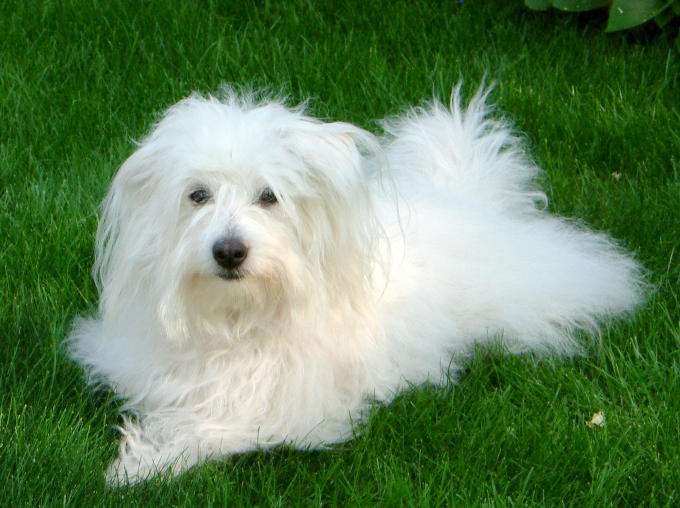 Coton de Tulear photo thumbnail 3