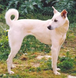 Cretan Hound - Hound breed known for being Affectionate and Agile