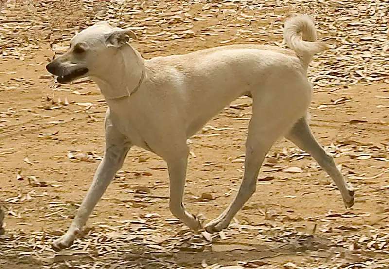 Cretan Hound photo thumbnail 2