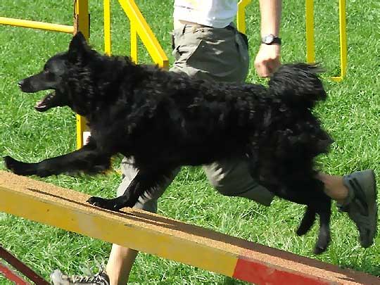 Croatian Sheepdog, a 91% match to Mudi