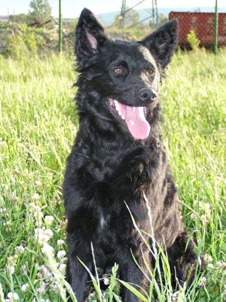 Croatian Sheepdog photo thumbnail 3