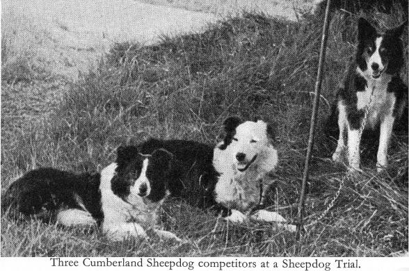 Cumberland Sheepdog, a 92% match to Greek Shepherd