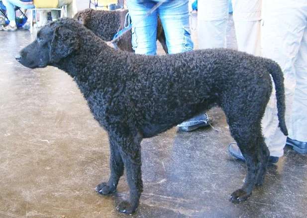 Curly-Coated Retriever photo thumbnail 1