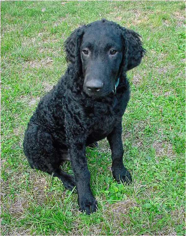 Curly-Coated Retriever photo thumbnail 4