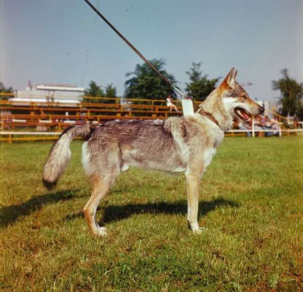 Czechoslovakian Wolfdog photo thumbnail 2