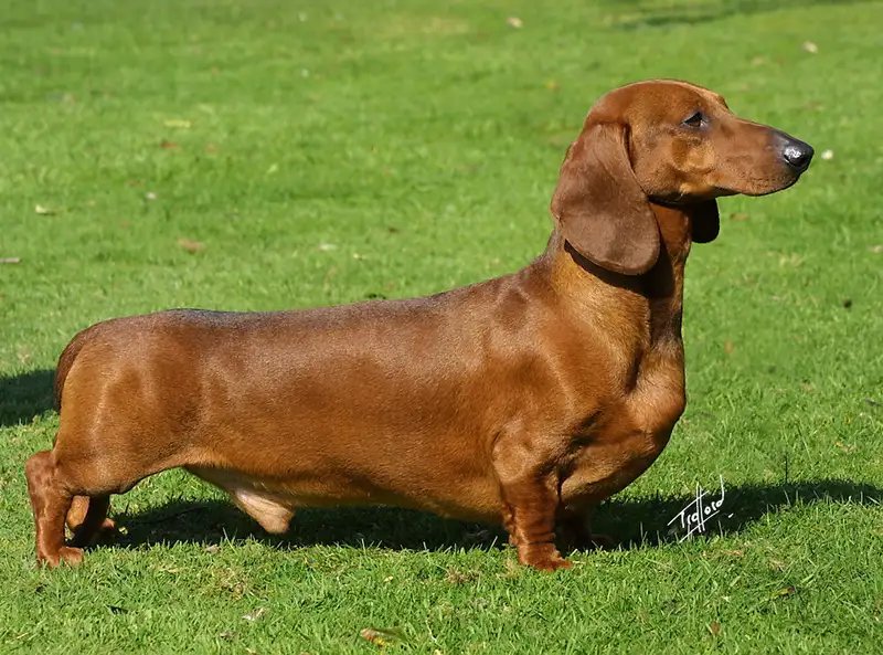 Dachshund - Hound breed known for being Bold and Courageous