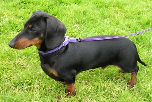 Dachshund photo thumbnail 4
