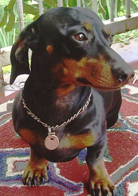 Dachshund photo thumbnail 5