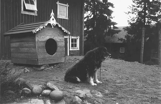 Dalbo - Non-Sporting breed known for being Affectionate and Energetic