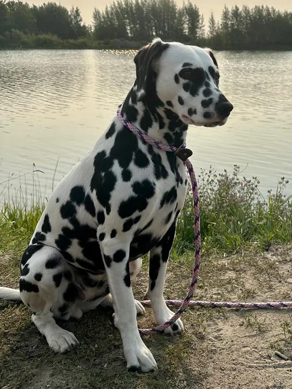 Dalmatian - Non-Sporting breed, Affectionate and Energetic