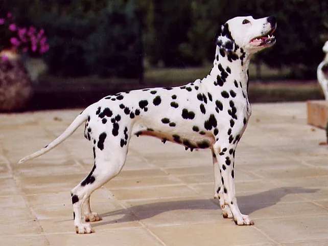 Dalmatian photo thumbnail 2