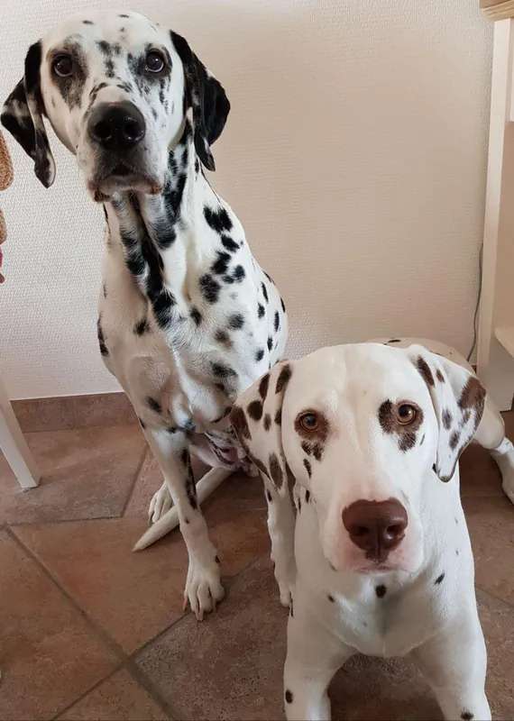 Dalmatian photo thumbnail 3