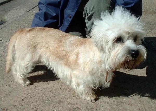 Dandie Dinmont Terrier, a 87% match to Scottish Terrier