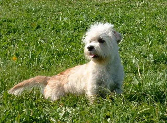 Dandie Dinmont Terrier photo thumbnail 2