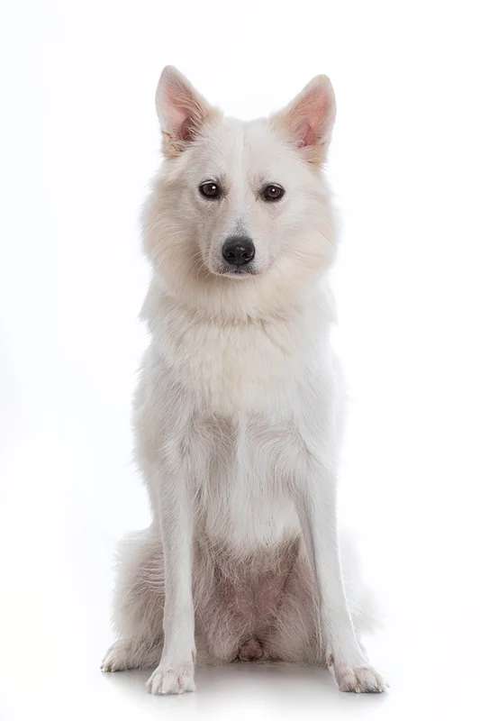 Danish Spitz photo thumbnail 1