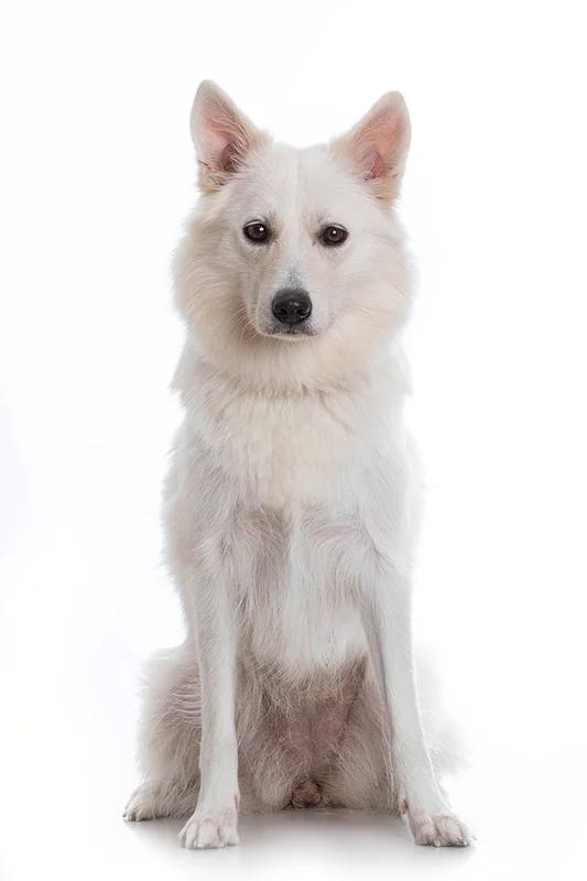 Danish Spitz - Non-Sporting breed, Affectionate and Alert