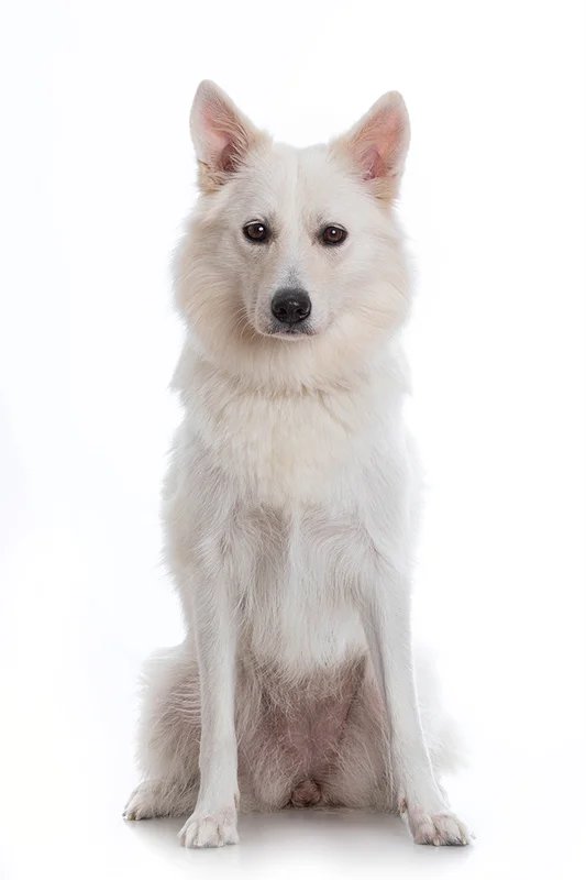 Danish Spitz - Non-Sporting breed known for being Affectionate and Alert