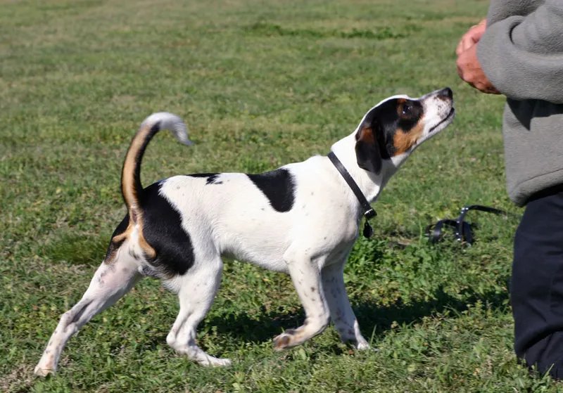 Danish-Swedish Farmdog - Foundation Stock Service (AKC) breed, Affectionate and Friendly