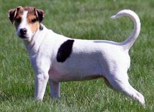 Danish-Swedish Farmdog photo thumbnail 2