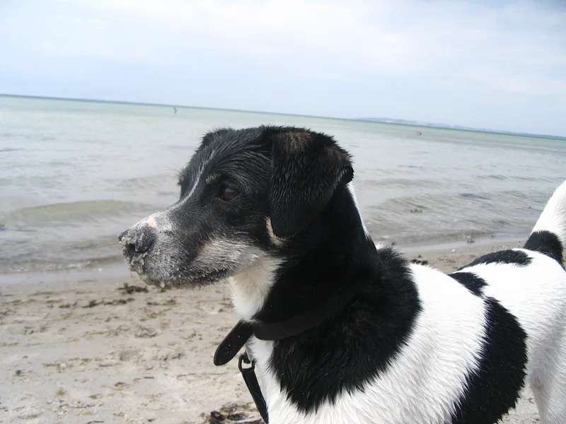Danish-Swedish Farmdog photo thumbnail 3