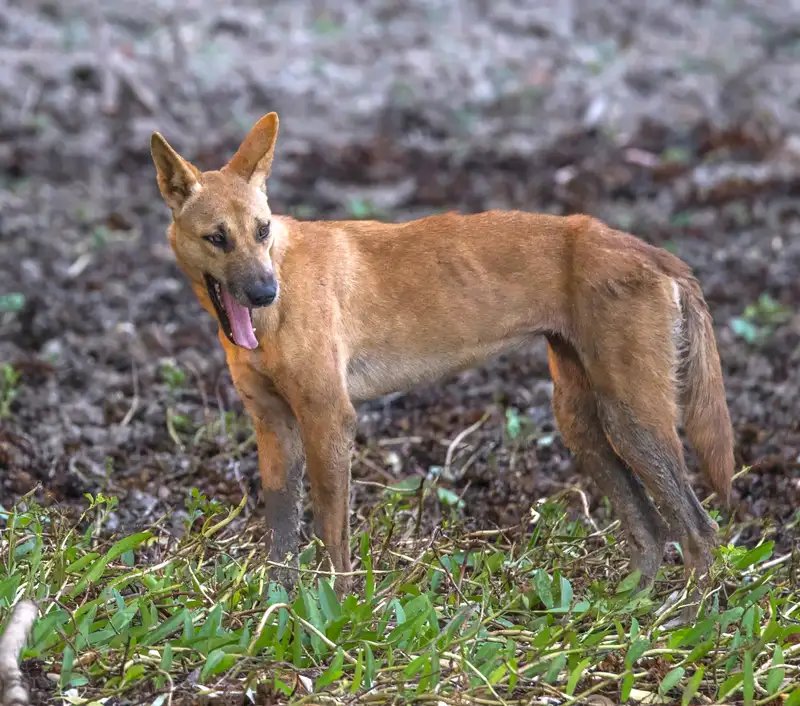 Dingo - Herding breed known for being Curious and Independent